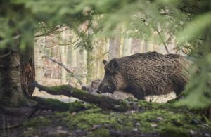 Na otočnim lovištima dopušten totalni odstrel divlje svinje, jelena lopatara, čaglja i medvjeda