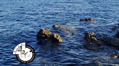 Gotovo stotinu studenata biologije stiže na istraživačko-edukacijski projekt “Bodulija 2026”