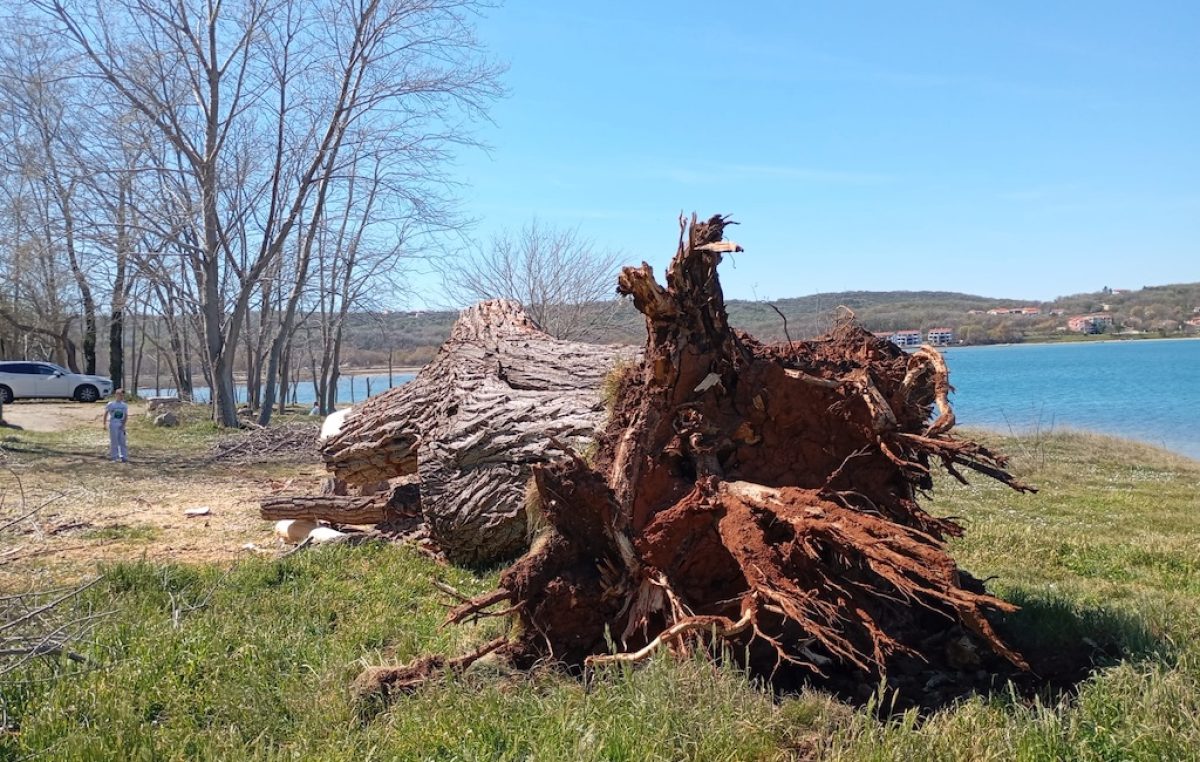 Tužna scena: Stoljetni div iz Solina izgubio bitku s olujnom burom