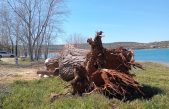 Tužna scena: Stoljetni div iz Solina izgubio bitku s olujnom burom