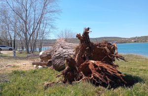 Tužna scena: Stoljetni div iz Solina izgubio bitku s olujnom burom