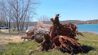 Tužna scena: Stoljetni div iz Solina izgubio bitku s olujnom burom