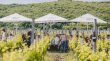 [FOTO] Sasvim posebna nedjelja u Vrbniku: Održan prvi “Doručak u vinogradu”