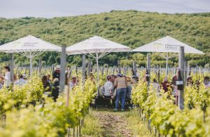 [FOTO] Sasvim posebna nedjelja u Vrbniku: Održan prvi “Doručak u vinogradu”