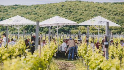 [FOTO] Sasvim posebna nedjelja u Vrbniku: Održan prvi “Doručak u vinogradu”