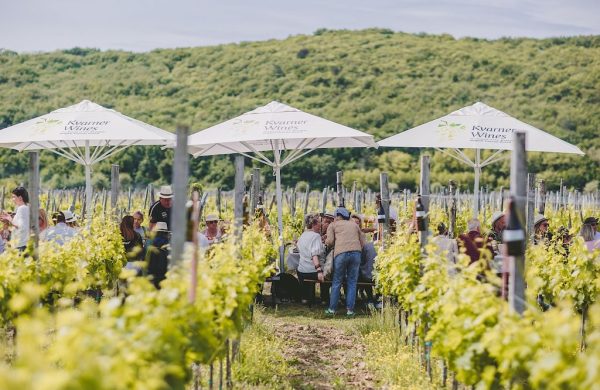 [FOTO] Sasvim posebna nedjelja u Vrbniku: Održan prvi “Doručak u vinogradu”