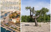 [FOTO] Što se dogodilo s hrastovima u Malinskoj? Ovo je priča iza njihovog “šokantnog” izgleda