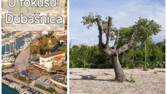 [FOTO] Što se dogodilo s hrastovima u Malinskoj? Ovo je priča iza njihovog “šokantnog” izgleda