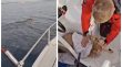 [VIDEO] Srndać se skoro utopio između Crikvenice i Šila, spasili ga dobri ljudi
