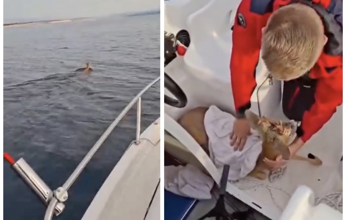 VIDEO Srndać se skoro utopio između Crikvenice i Šila, spasili ga dobri ljudi