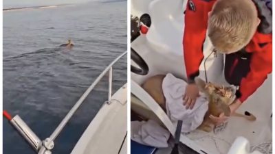 VIDEO Srndać se skoro utopio između Crikvenice i Šila, spasili ga dobri ljudi
