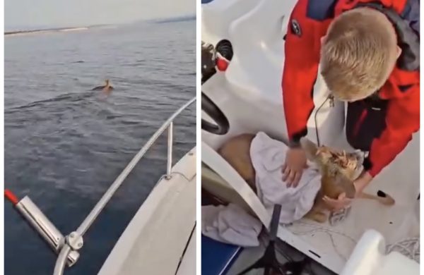 VIDEO Srndać se skoro utopio između Crikvenice i Šila, spasili ga dobri ljudi