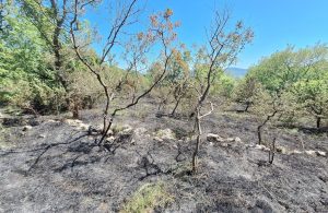 Na području Šila planuo požar, izgorjelo preko 5000 četvornih metara raslinja