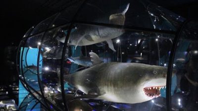 Ljeto u mom muzeju: Zanimljive poučne radionice za sve uzraste u Prirodoslovnom muzeju Rijeka