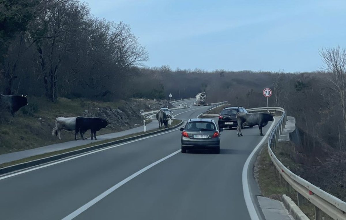 Oprez, životinje na cesti: Na Krku nastradalo tele, ali i srne i divlje svinje
