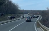 Oprez, životinje na cesti: Na Krku nastradalo tele, ali i srne i divlje svinje