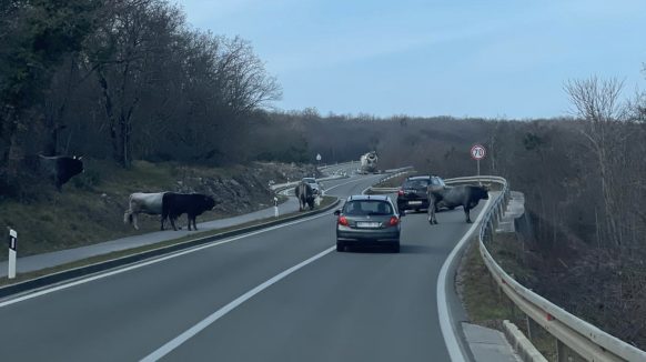 Oprez, životinje na cesti: Na Krku nastradalo tele, ali i srne i divlje svinje