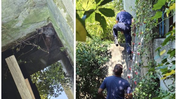 Heroji dana: Krčki vatrogasci iz dubokog bunara spasili mačića