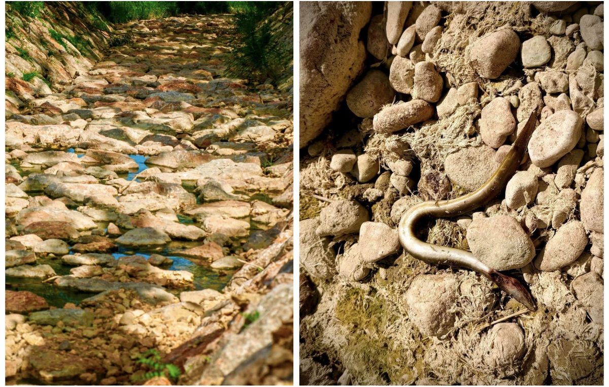[FOTO/VIDEO] Jedina krčka rijeka umire. Nije kriva (samo) suša, kriv je čovjek