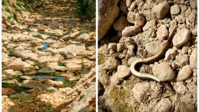 [FOTO/VIDEO] Jedina krčka rijeka umire. Nije kriva (samo) suša, kriv je čovjek
