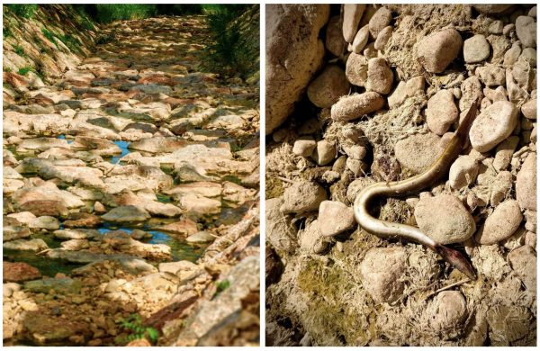[FOTO/VIDEO] Jedina krčka rijeka umire. Nije kriva (samo) suša, kriv je čovjek
