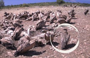 Neobični gost iz Afrike prvi put zabilježen u Hrvatskoj: pjegavi sup posjetio Krk i Cres
