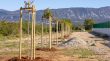 U Omišlju posađeno 10 novih stabala u sklopu projekta „Hrvatska prirodno tvoja”
