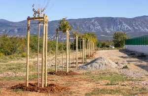 U Omišlju posađeno 10 novih stabala u sklopu projekta „Hrvatska prirodno tvoja”